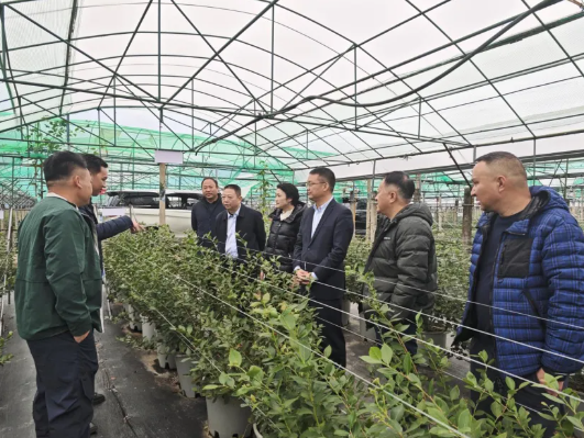 【要闻】陈光明率队调研凉山公司现代农业种植园